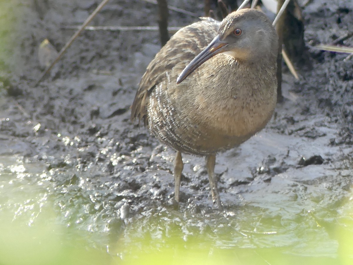 Clapper Rail - ML614546753