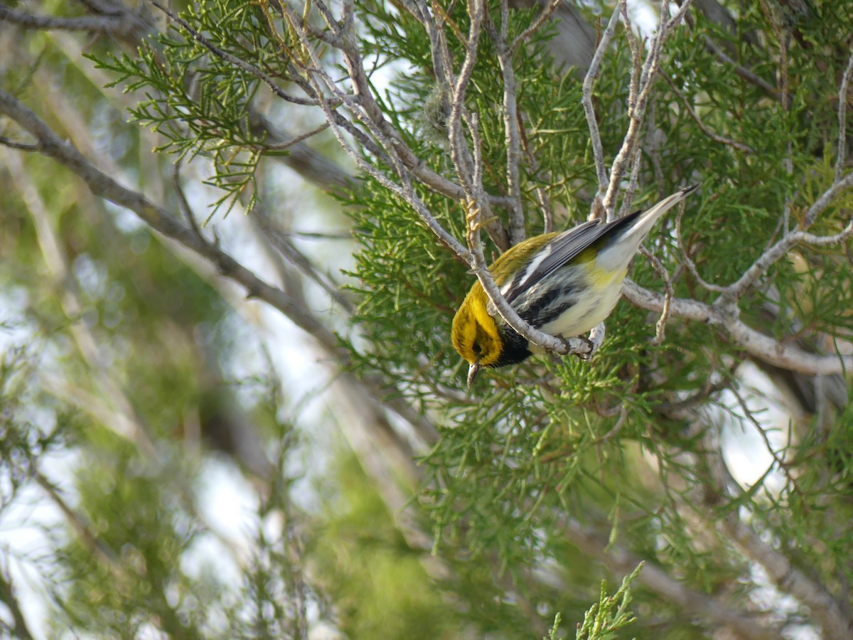 Black-throated Green Warbler - Lachlan Ziegler