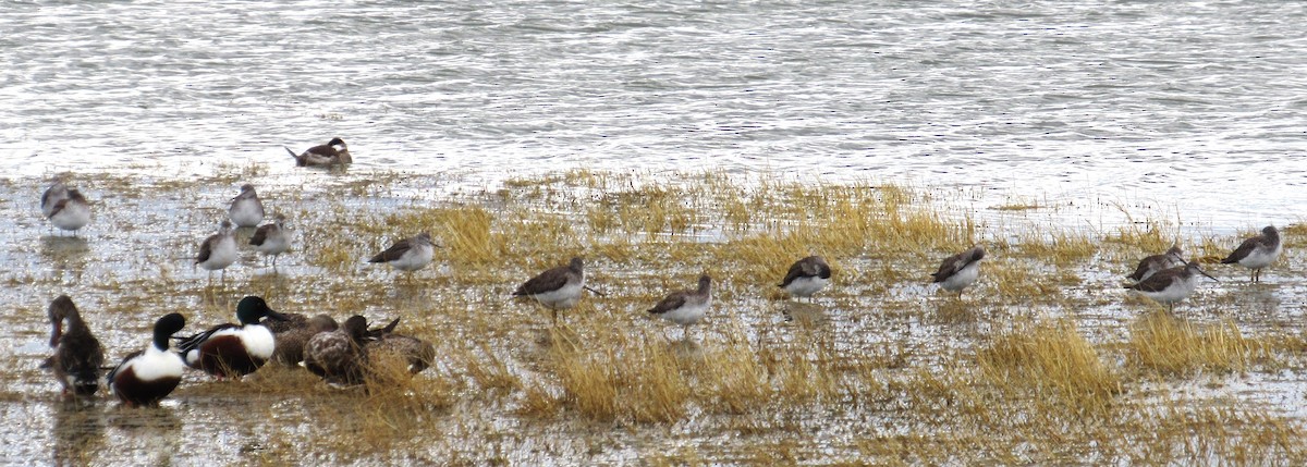 Greater Yellowlegs - ML614546768