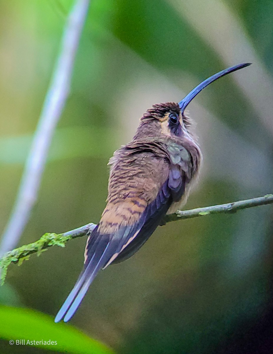 Long-billed Hermit (Central American) - ML614546781