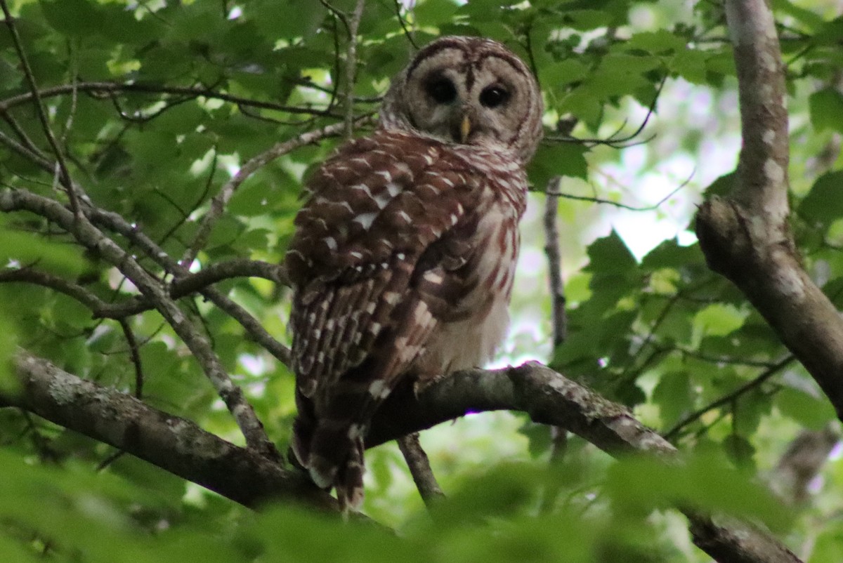 Barred Owl - ML614546823
