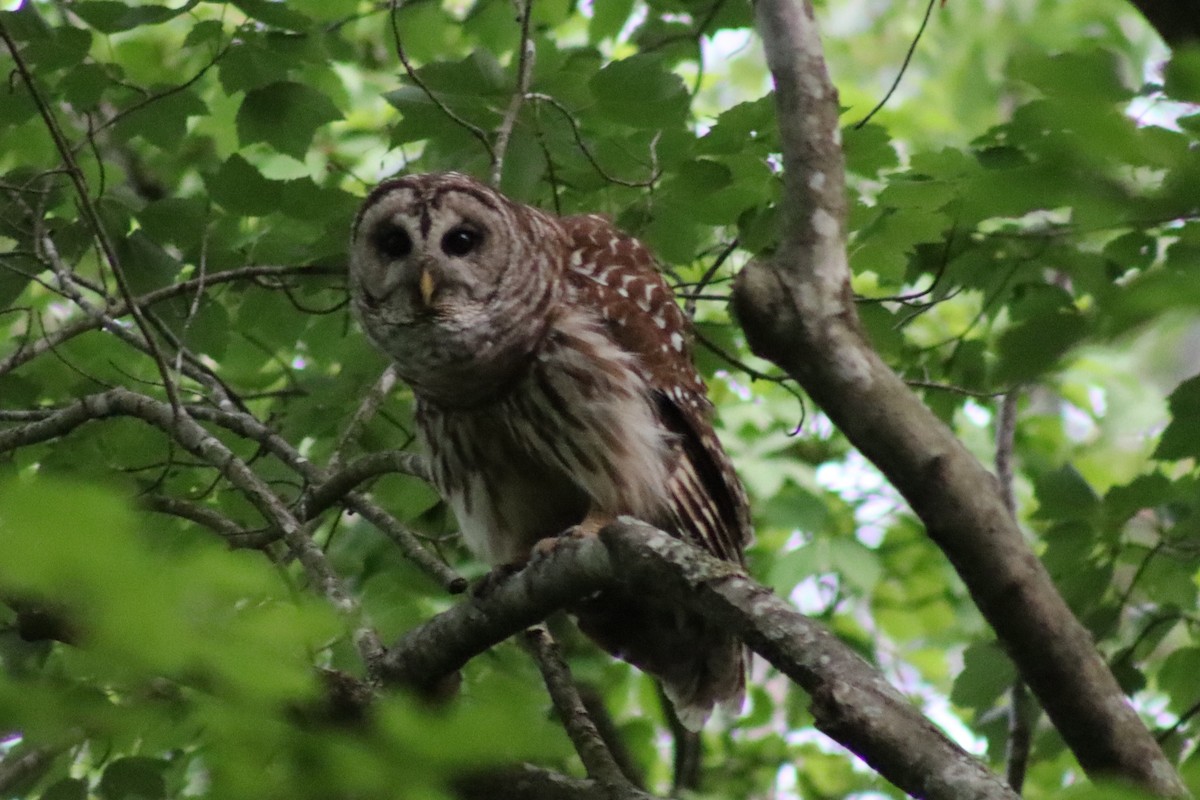 Barred Owl - ML614546825