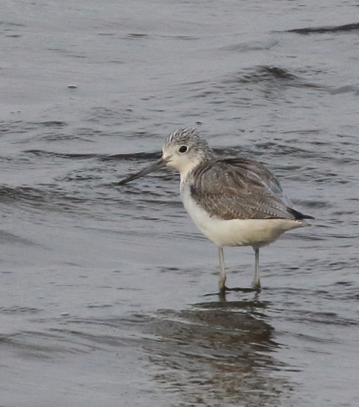 Common Greenshank - Rob Loveband