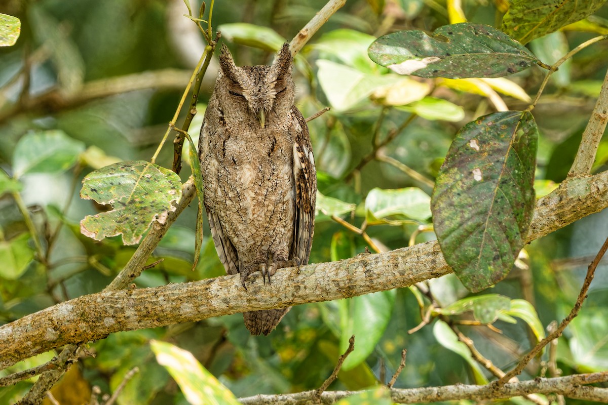 Pacific Screech-Owl - ML614546917