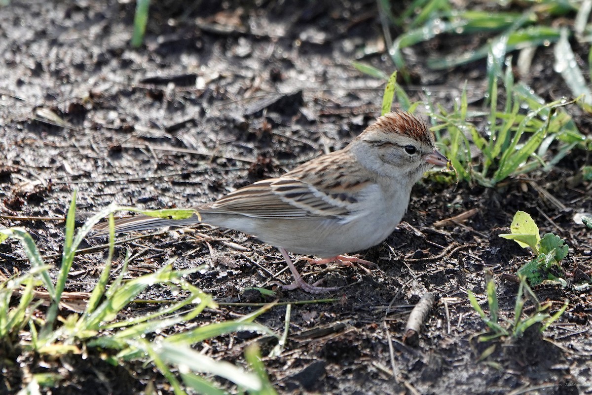 Chipping Sparrow - ML614546940