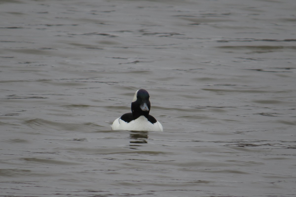 Bufflehead - ML614546966