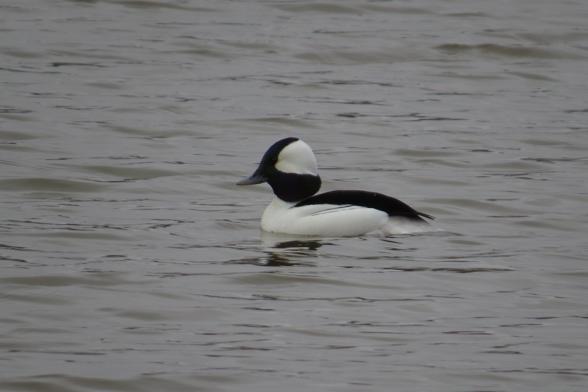 Bufflehead - ML614546967