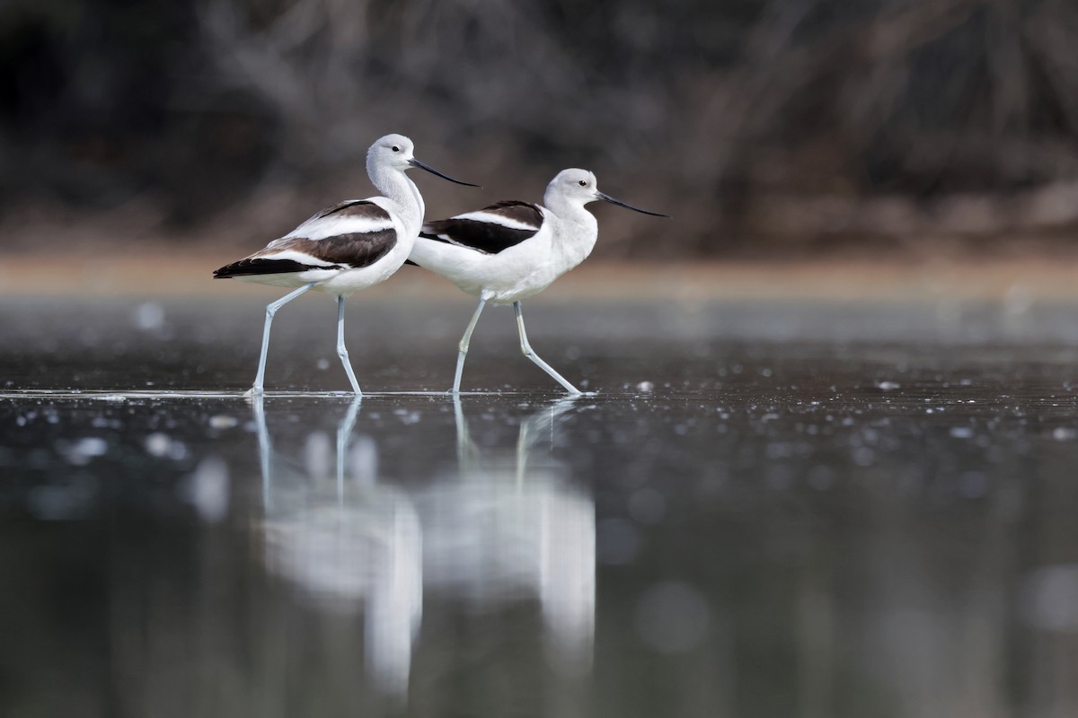 American Avocet - Nathan Wall