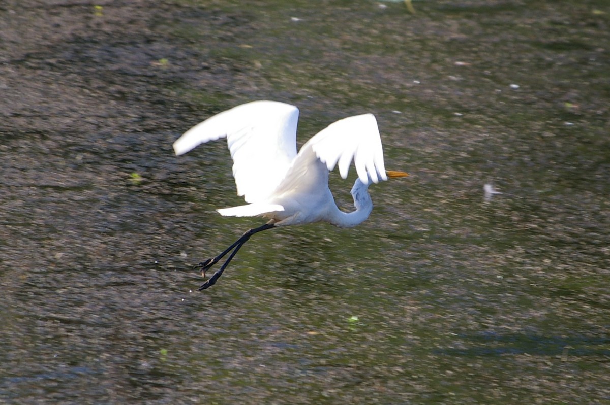 Great Egret - ML614547177