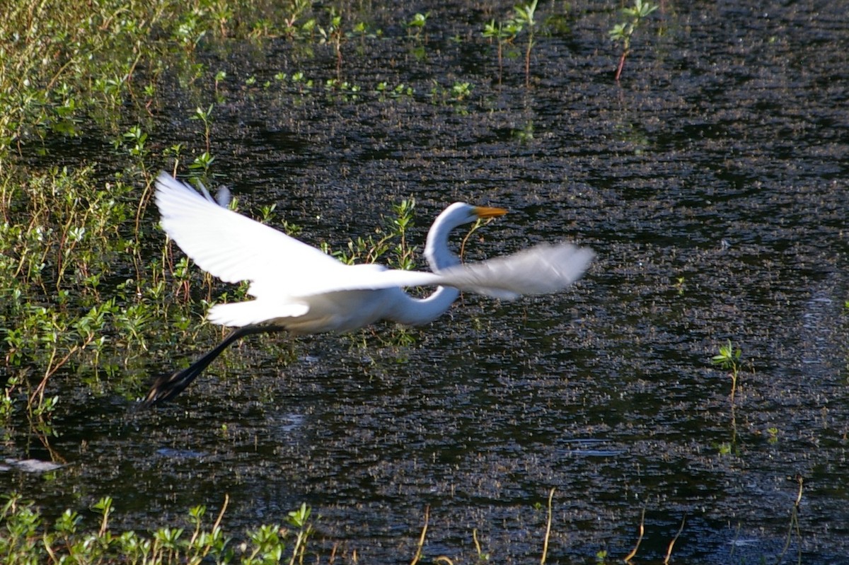 Great Egret - ML614547178