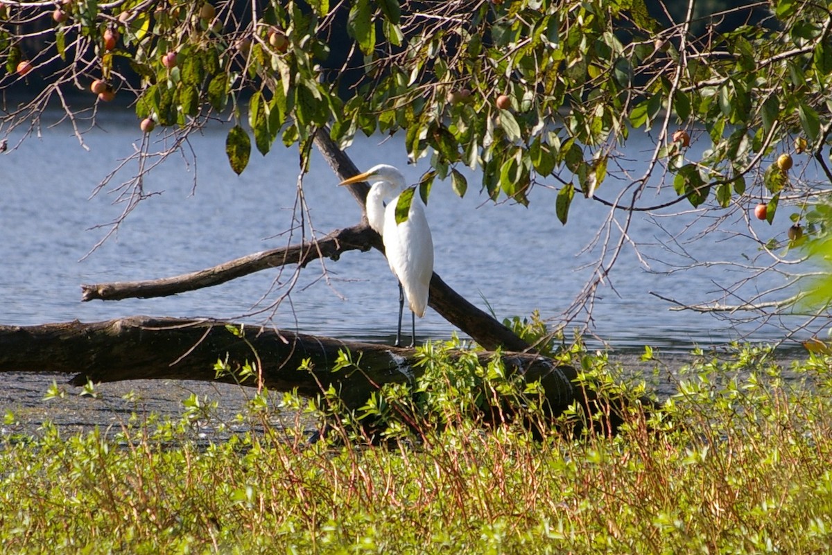 Great Egret - ML614547179