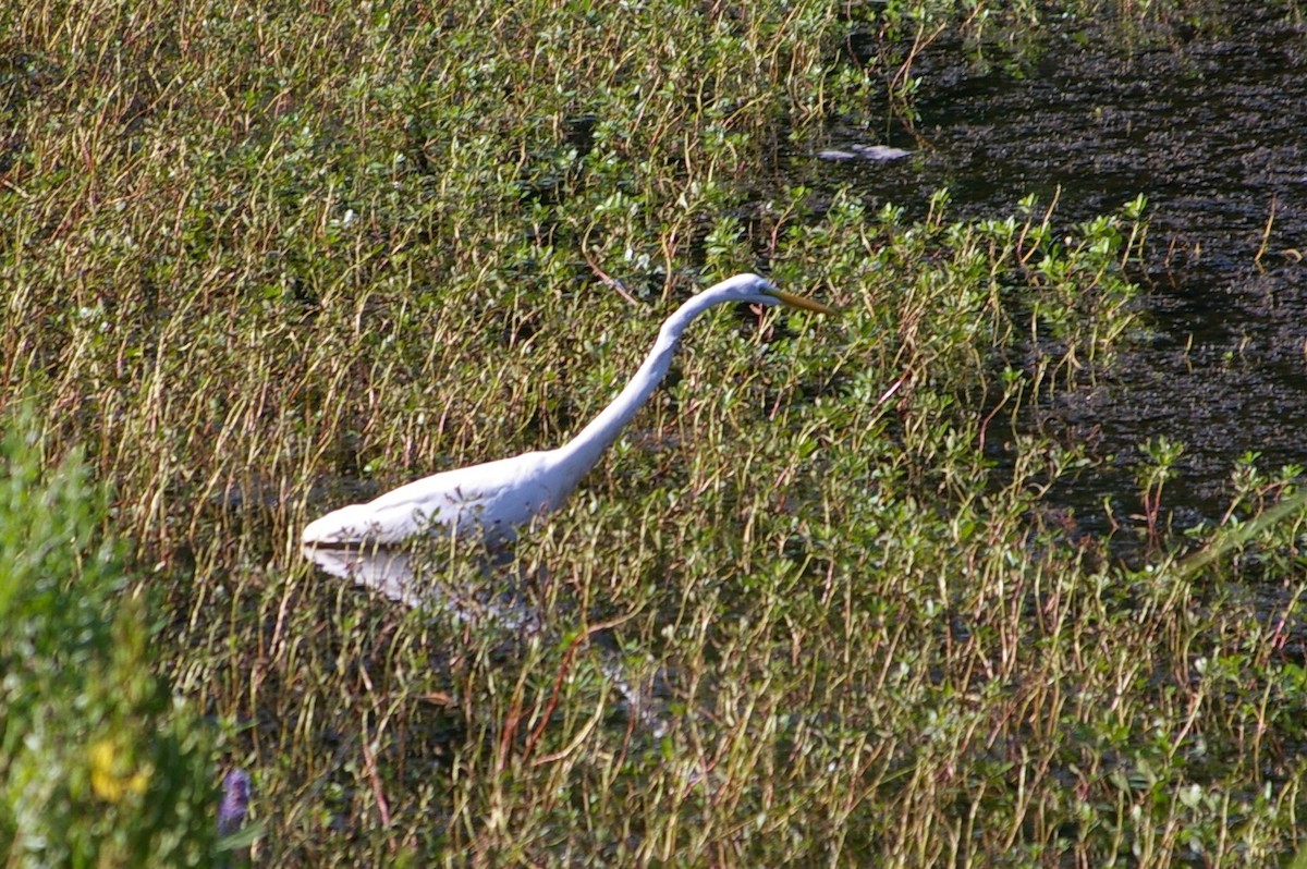 Great Egret - ML614547180