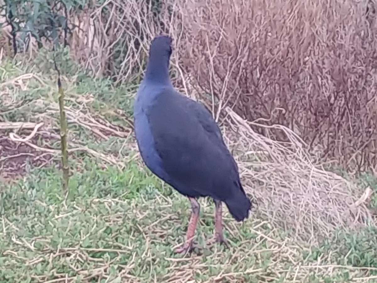 Australasian Swamphen - Gary Hantsbarger