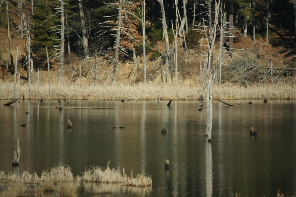 Canada Goose - ML614547253