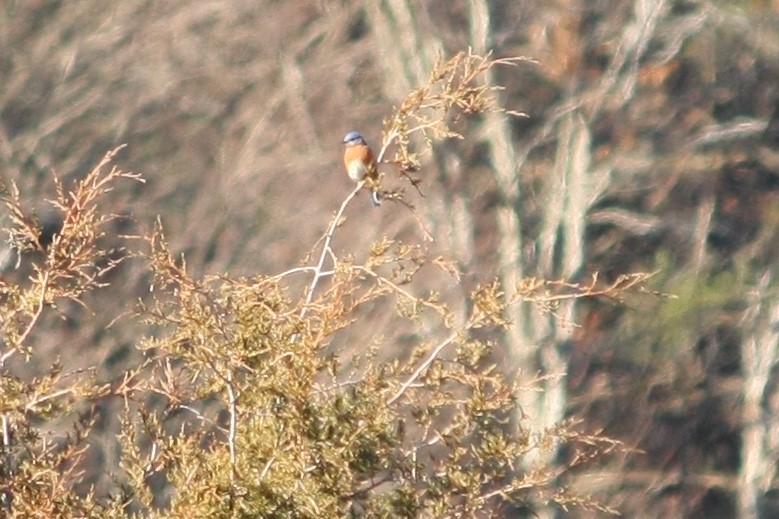 Eastern Bluebird - ML614547343