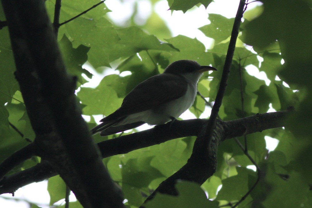 Yellow-billed Cuckoo - ML614547360