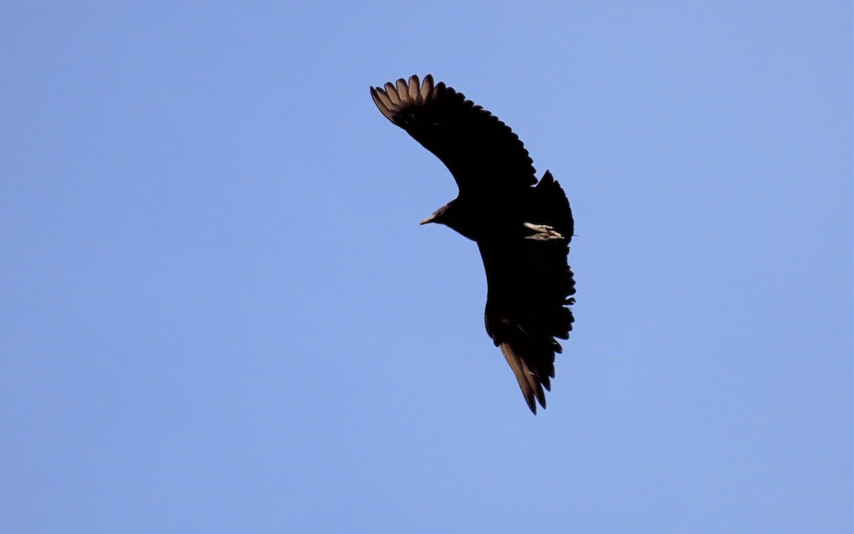 Black Vulture - ML614547363