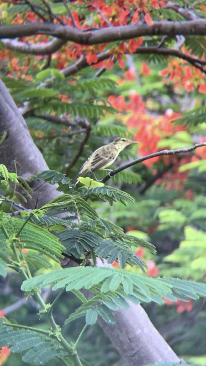 Northern Marquesan Reed Warbler - ML614547553