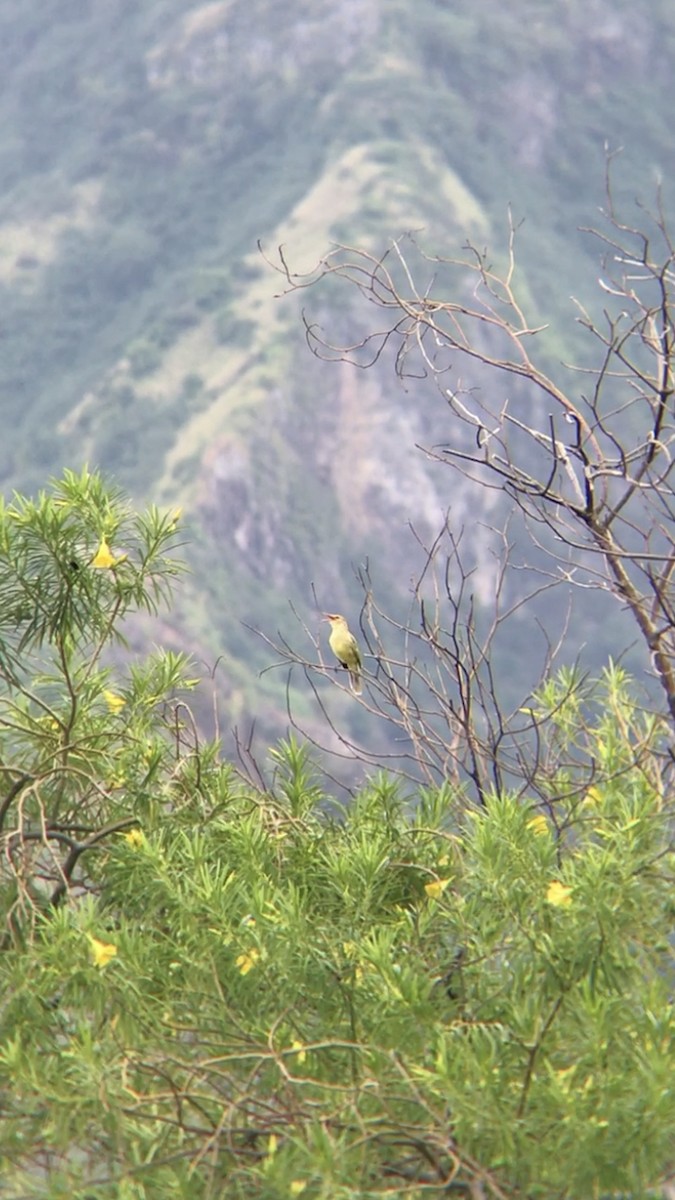 rákosník severomarkézský - ML614547554