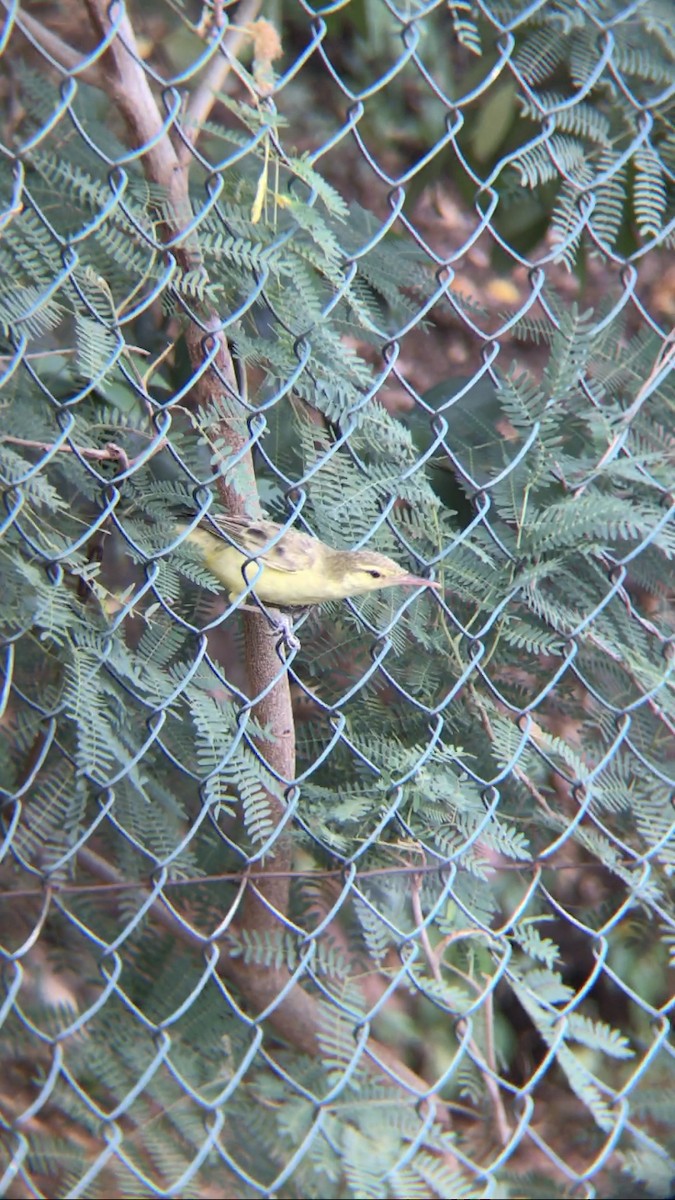 Northern Marquesan Reed Warbler - ML614547555