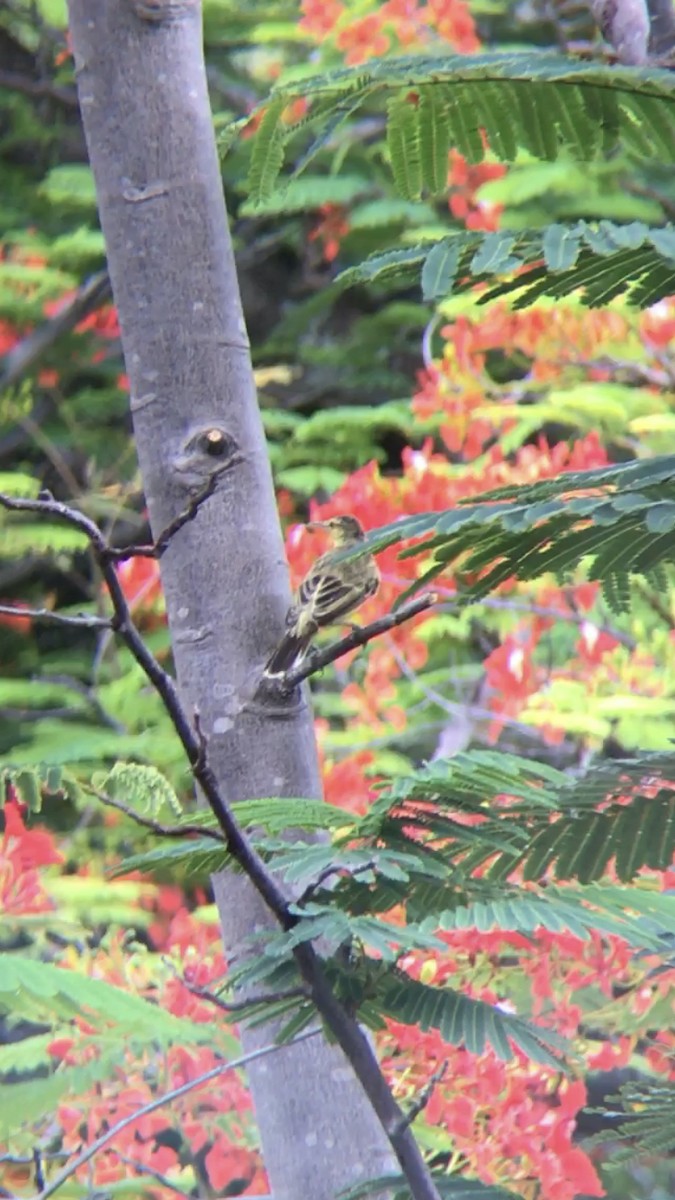 Northern Marquesan Reed Warbler - ML614547556