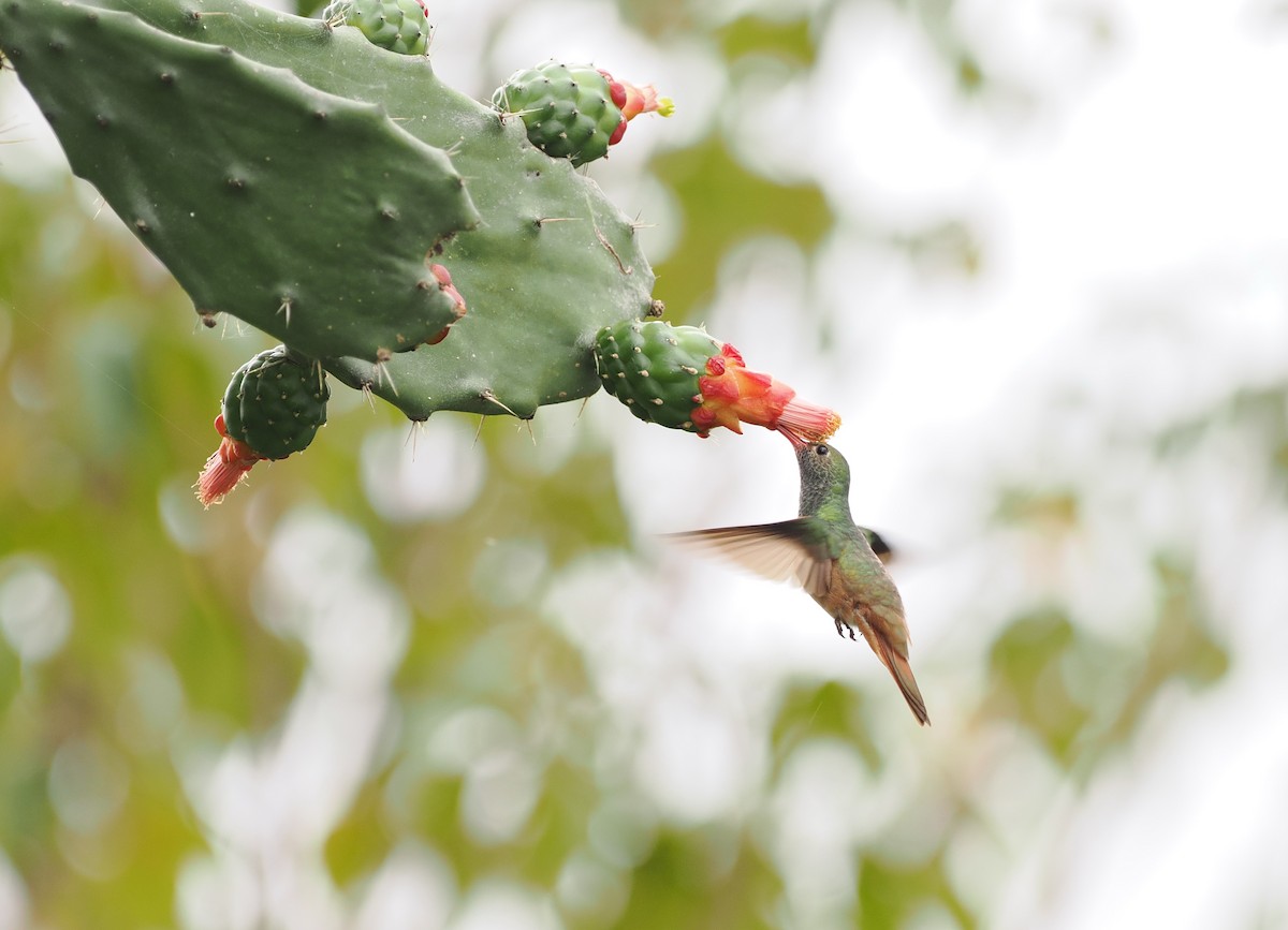 Buff-bellied Hummingbird - ML614547608