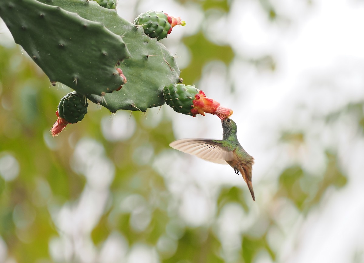 Buff-bellied Hummingbird - ML614547609