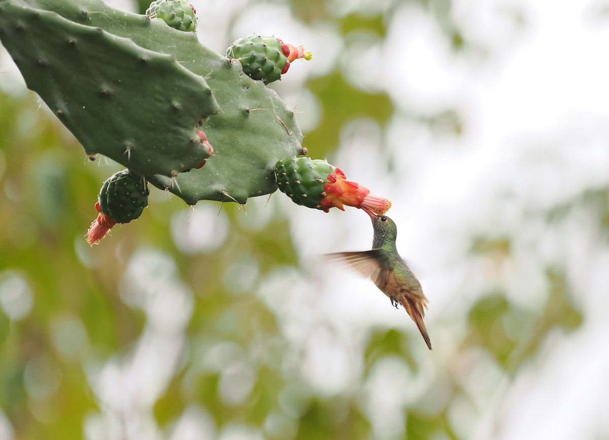 kolibřík yukatanský - ML614547610