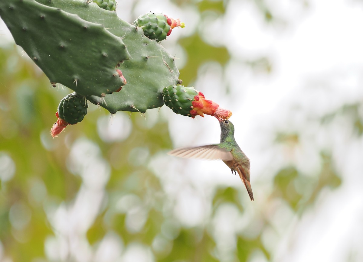 Buff-bellied Hummingbird - ML614547611