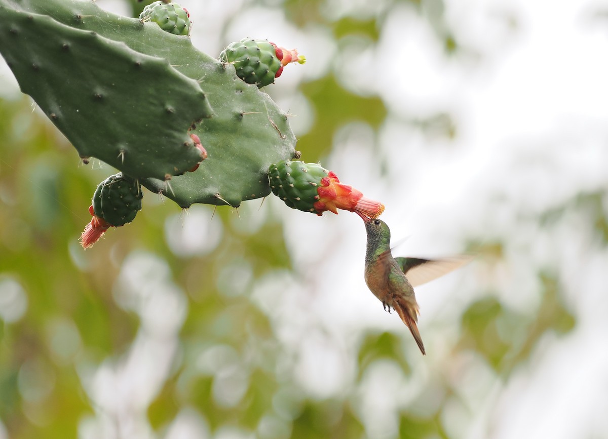 Buff-bellied Hummingbird - ML614547612