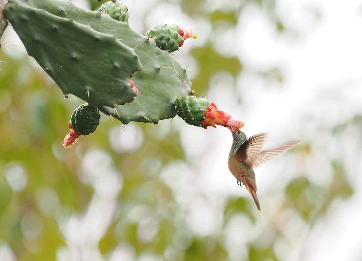 Buff-bellied Hummingbird - ML614547613