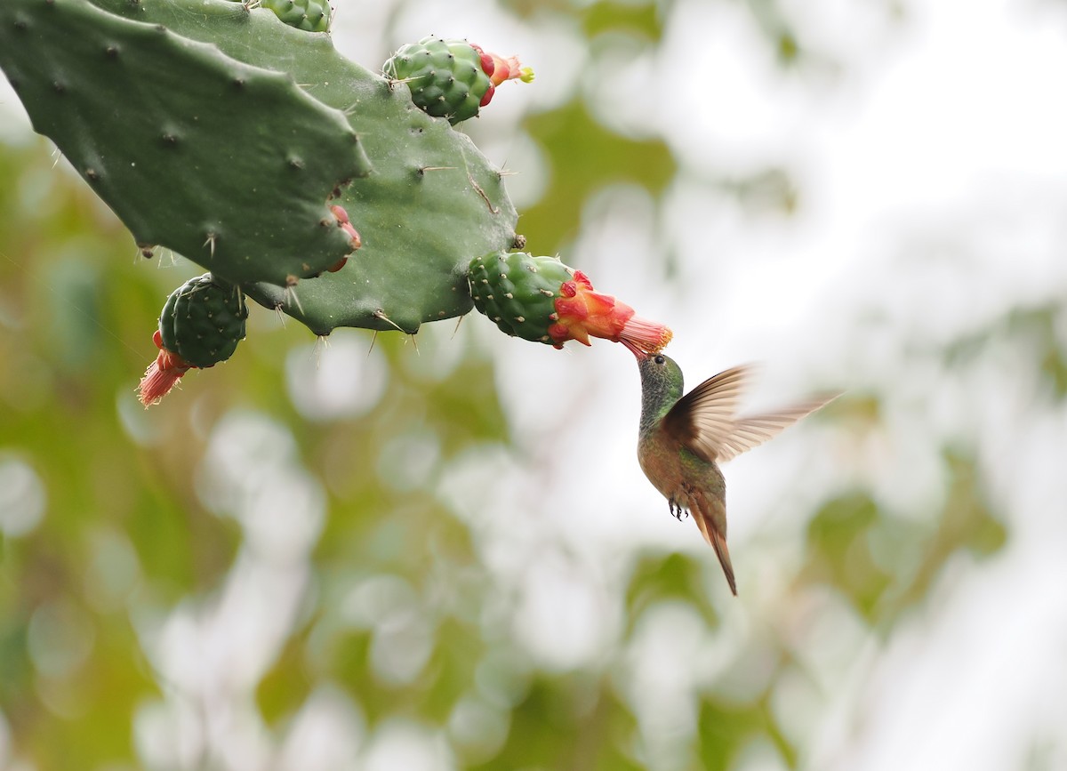 Buff-bellied Hummingbird - ML614547614