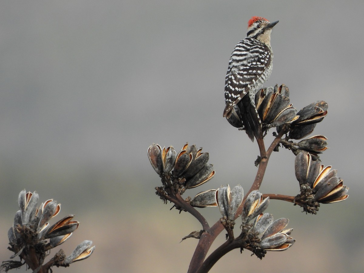 Ladder-backed Woodpecker - ML614547637