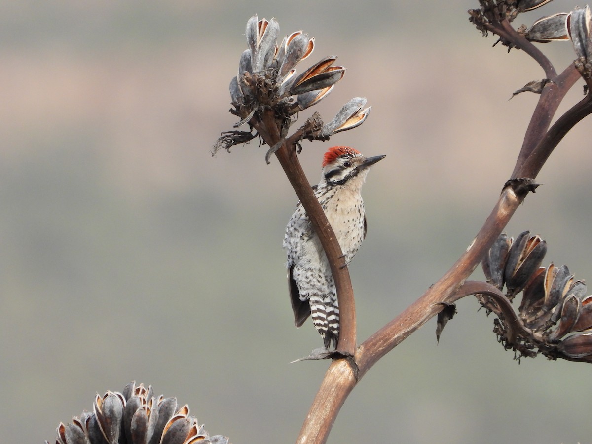 Ladder-backed Woodpecker - ML614547641