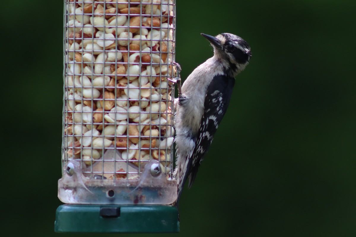 Hairy Woodpecker - ML614547645