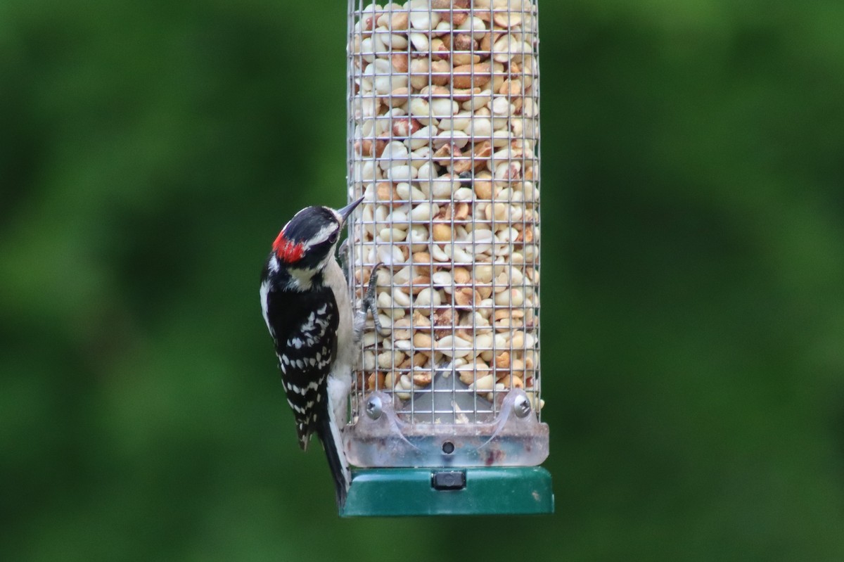 Hairy Woodpecker - ML614547646