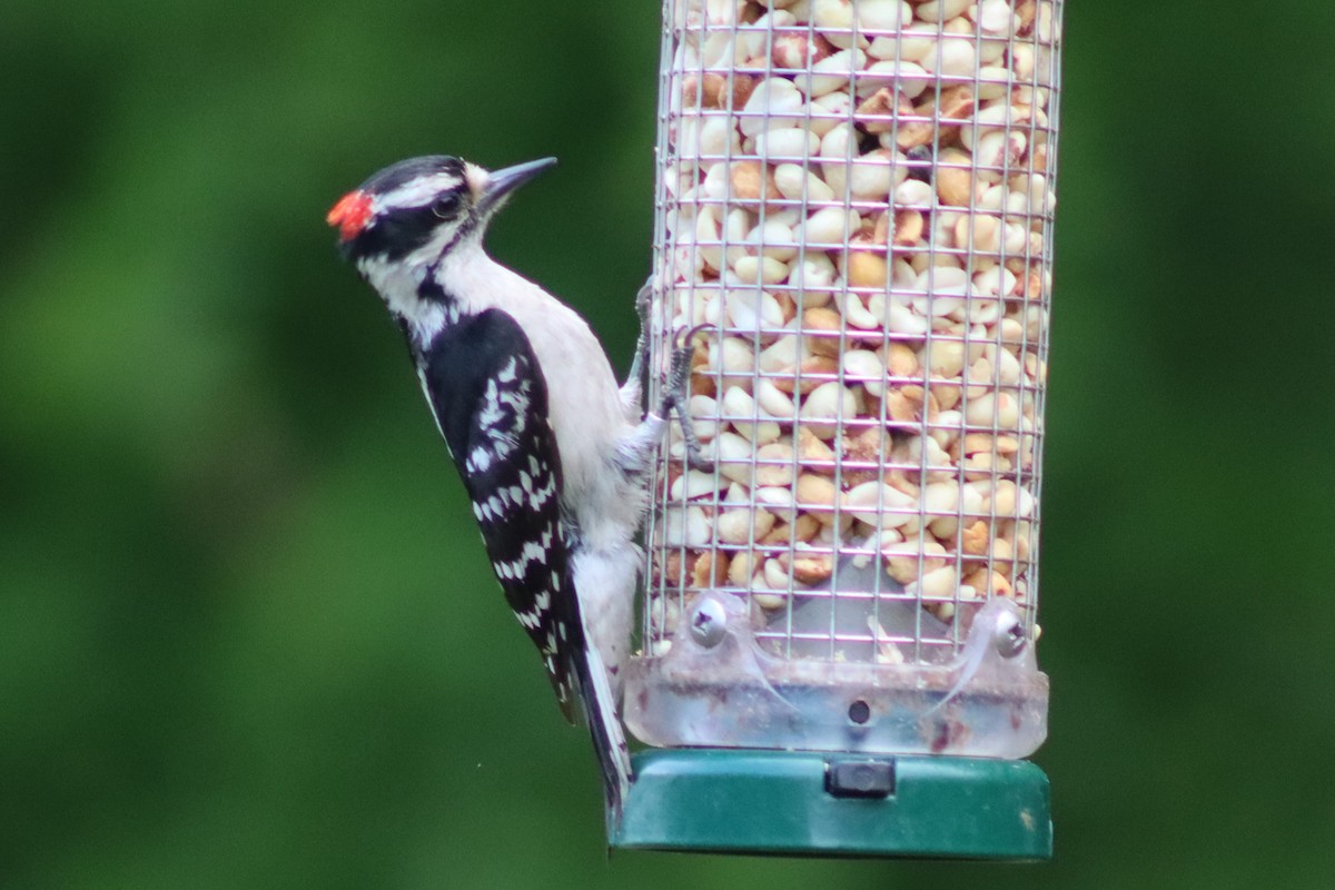 Hairy Woodpecker - ML614547647