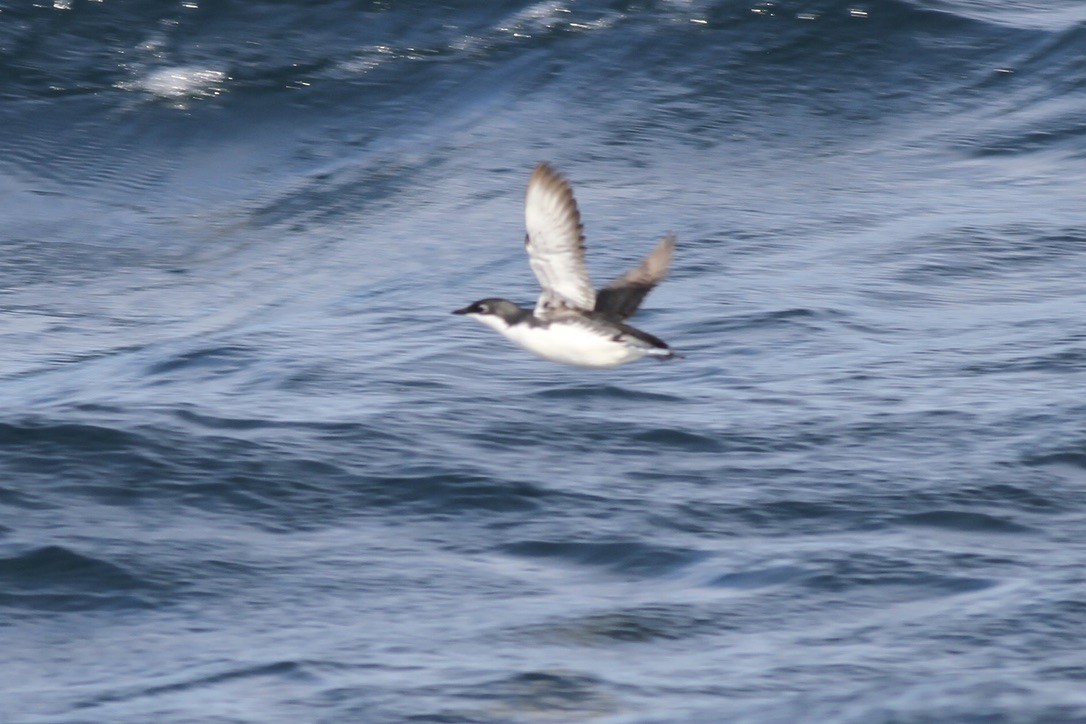 Scripps's Murrelet - ML614547659