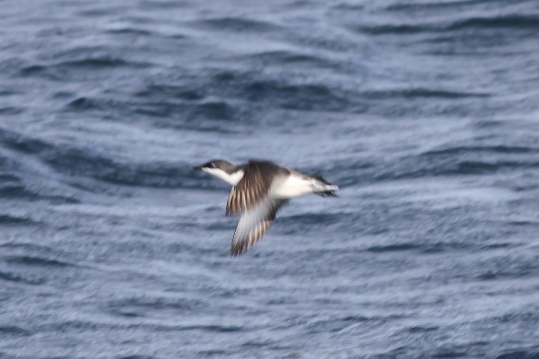 Scripps's Murrelet - ML614547660