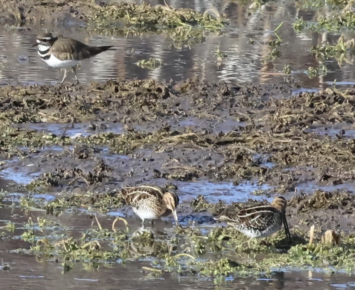 Wilson's Snipe - ML614547670