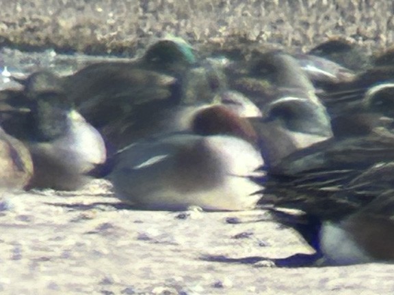 Eurasian Wigeon - Denny Granstrand