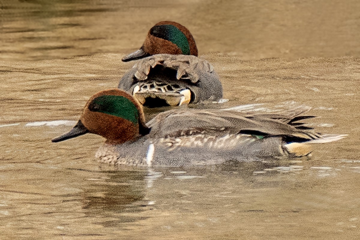 Green-winged Teal - ML614547694