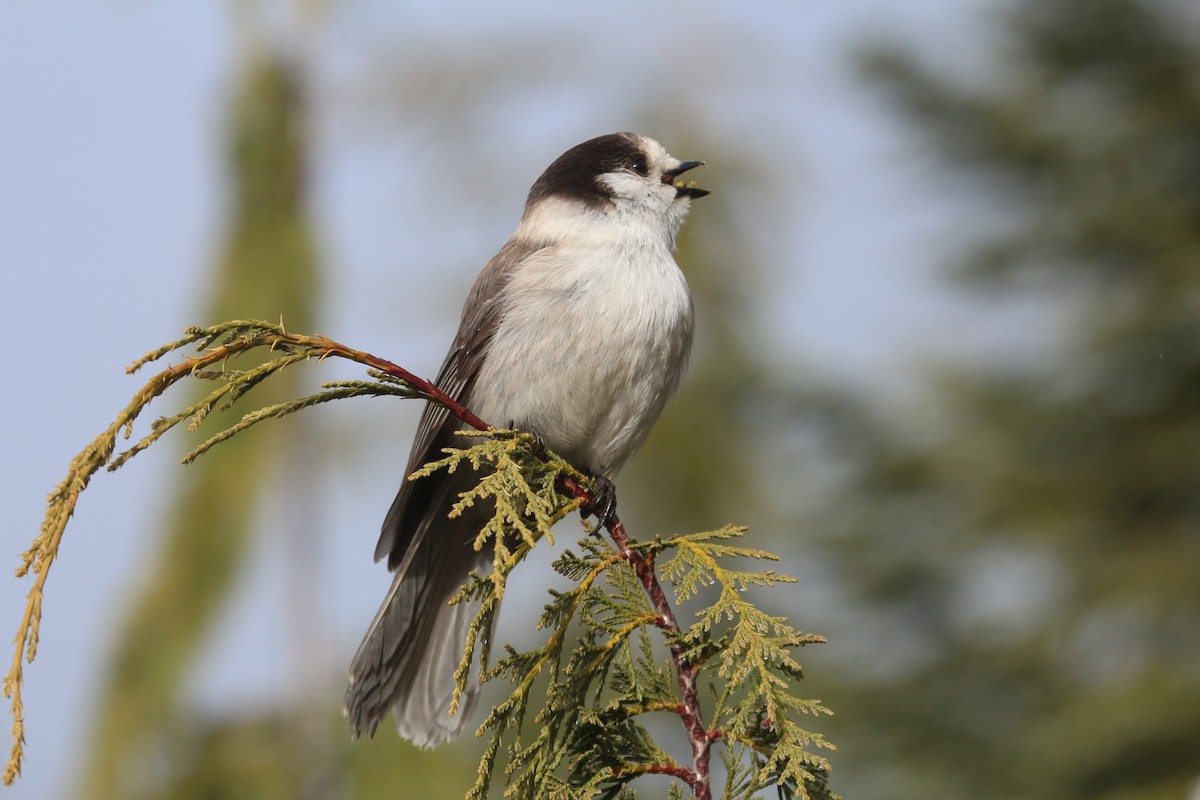 Canada Jay - ML614547701