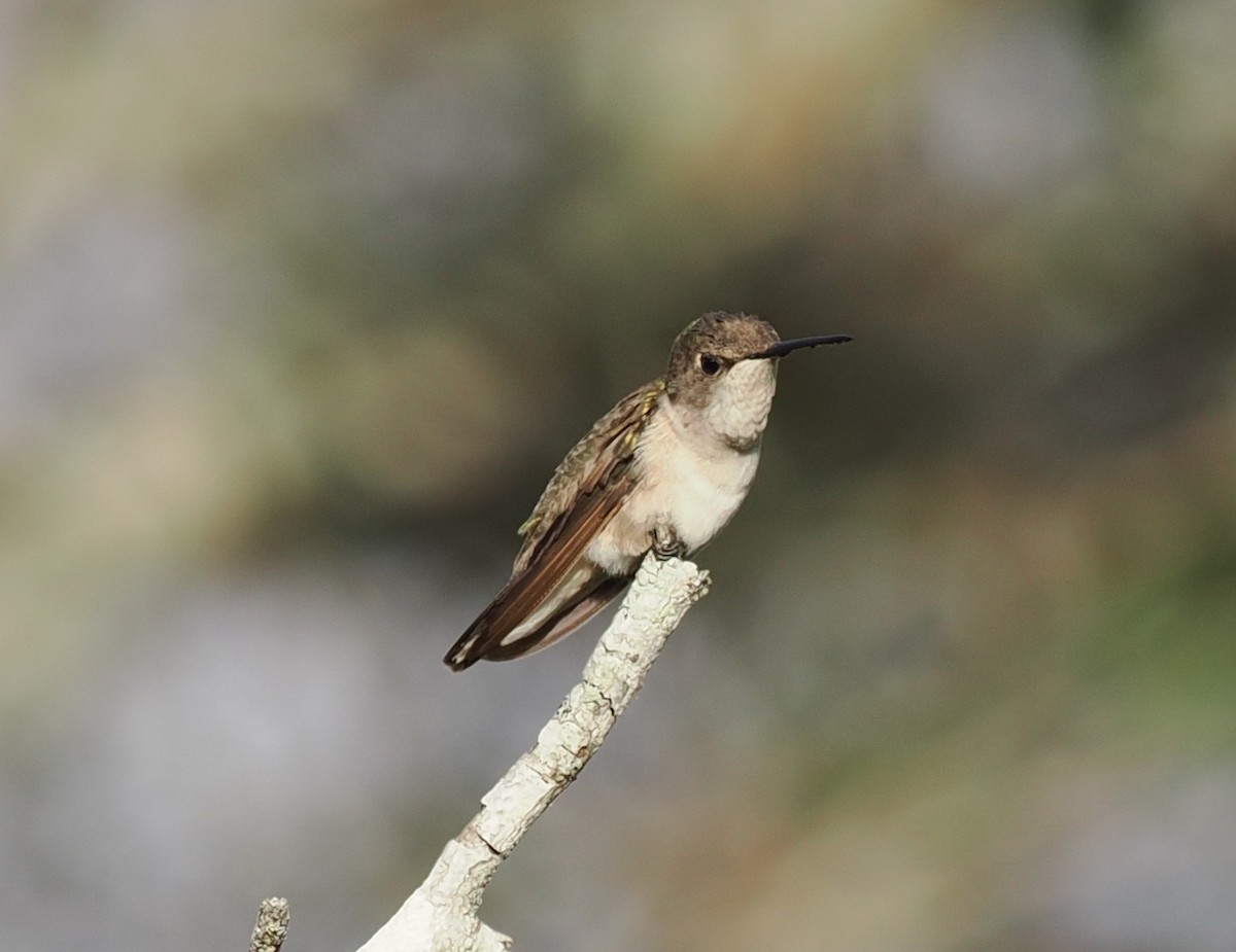 Ruby-throated Hummingbird - Scott (瑞興) LIN(林)