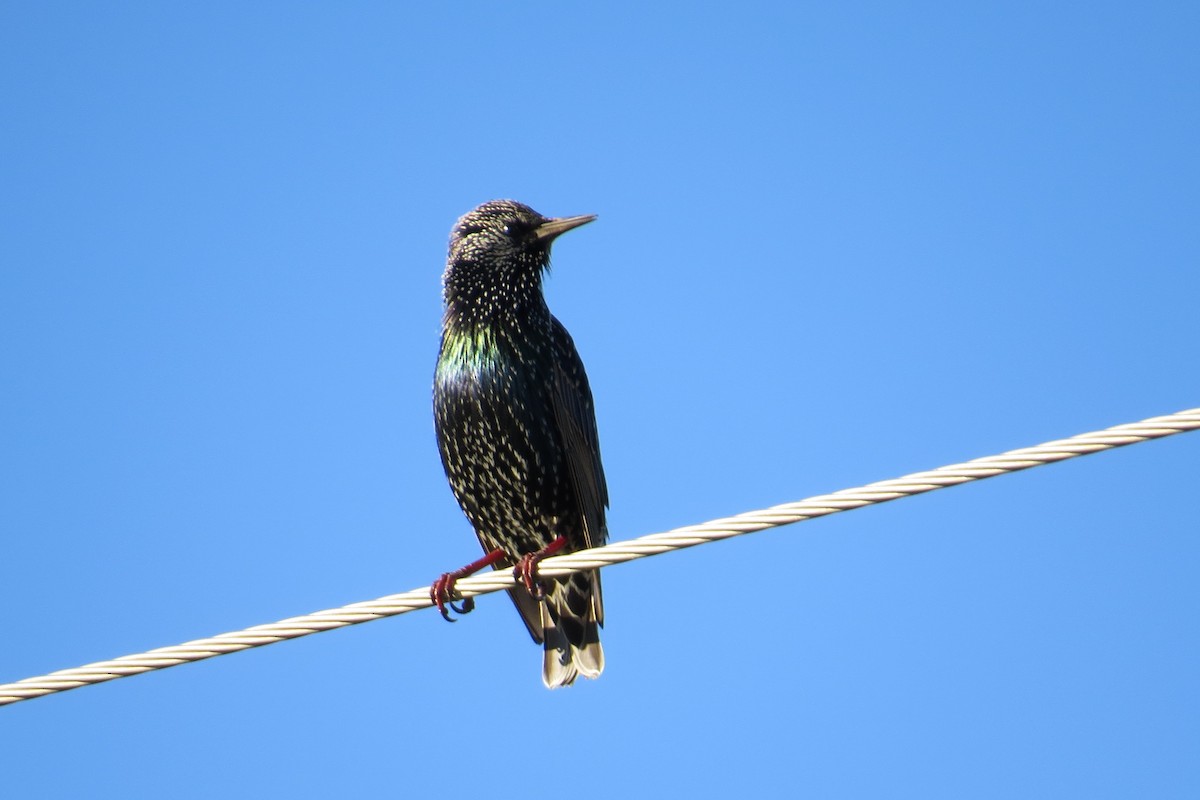 European Starling - ML614547732