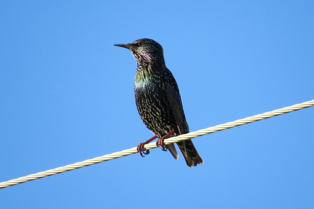 European Starling - ML614547733