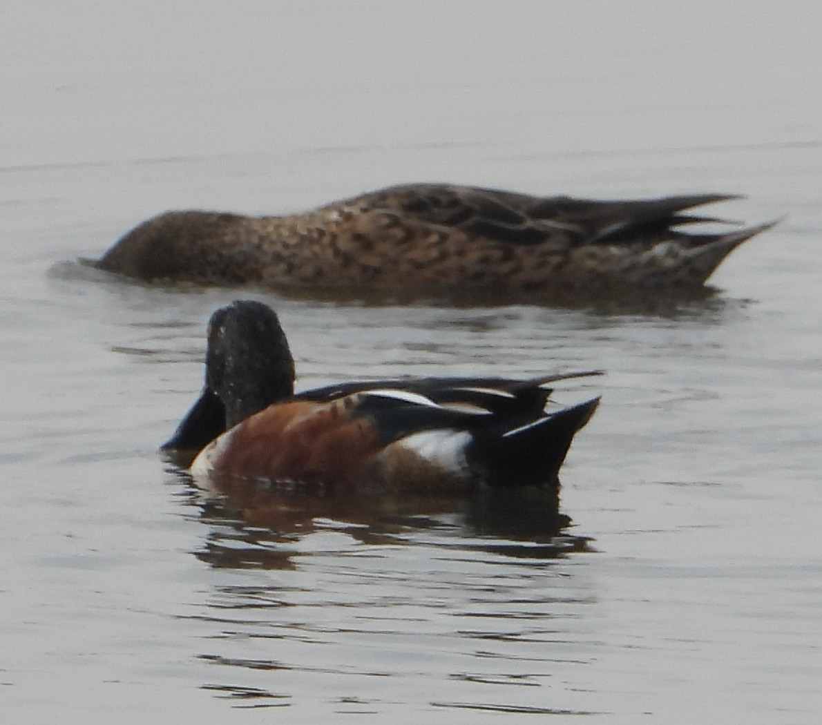 Northern Shoveler - ML614547777