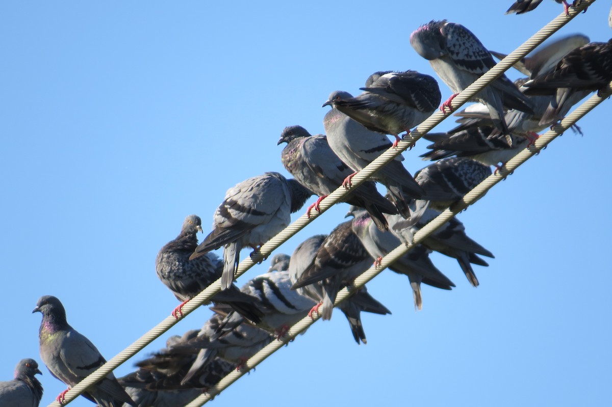 Rock Pigeon (Feral Pigeon) - ML614547800