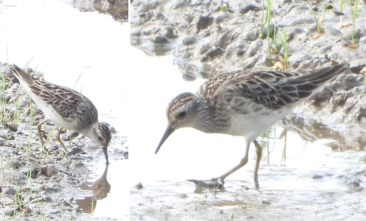 Long-toed Stint - Glenn Morris