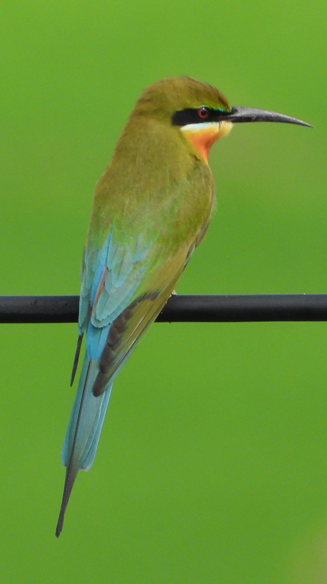 Blue-tailed Bee-eater - Glenn Morris